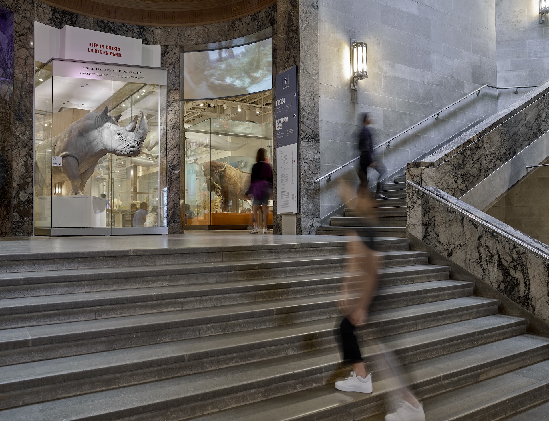 ROM entrance with large dinosaur skull fossil display inside and marble staircase with people walking nearby.