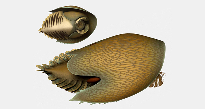 Illustration numérique détaillée d'un fossile de trilobite brun, segmenté, au corps strié et ovale et aux pattes multiarticulées.