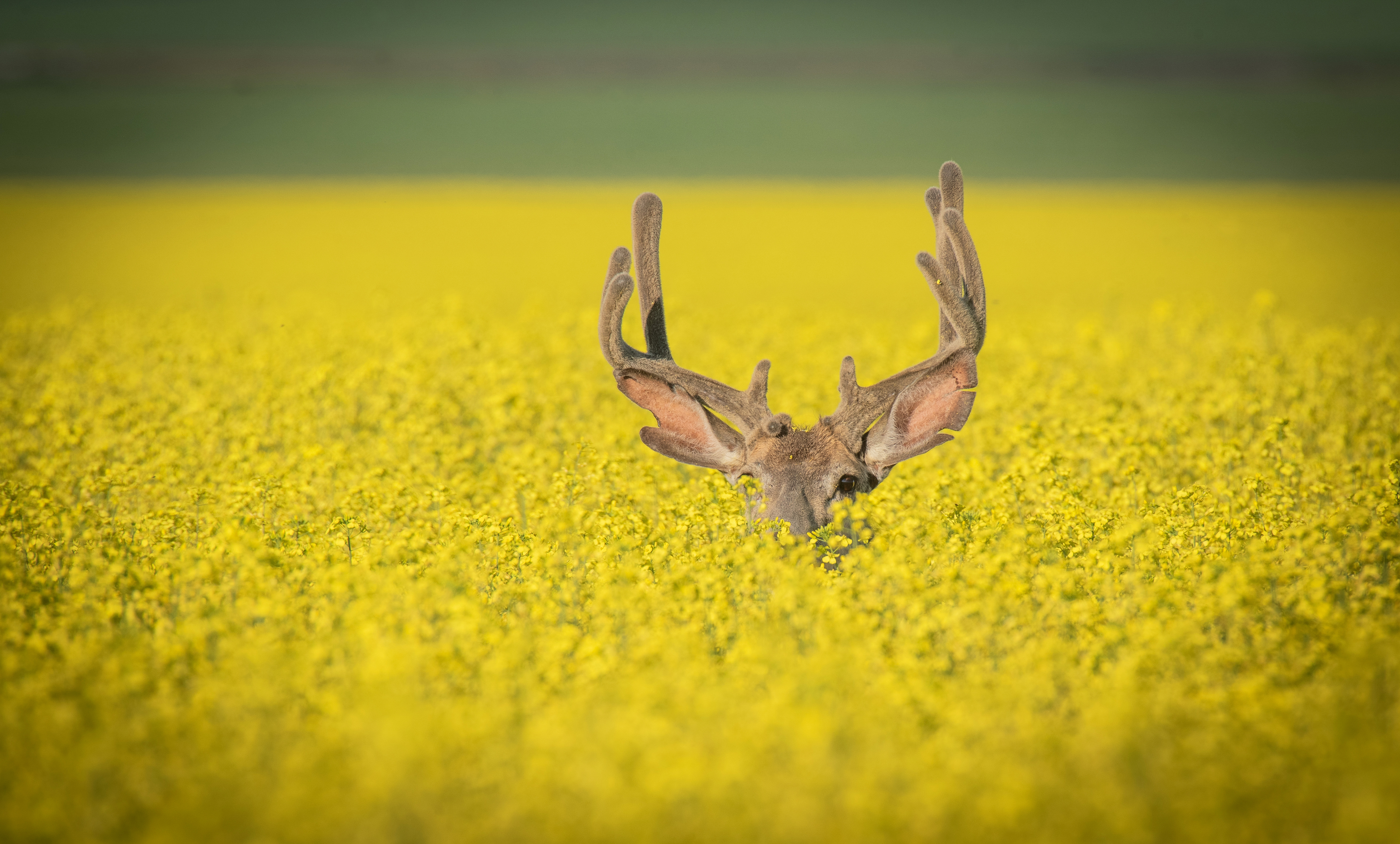 Gagnant du grand prix #ROMwpyON : Hiding © Yaron Eini