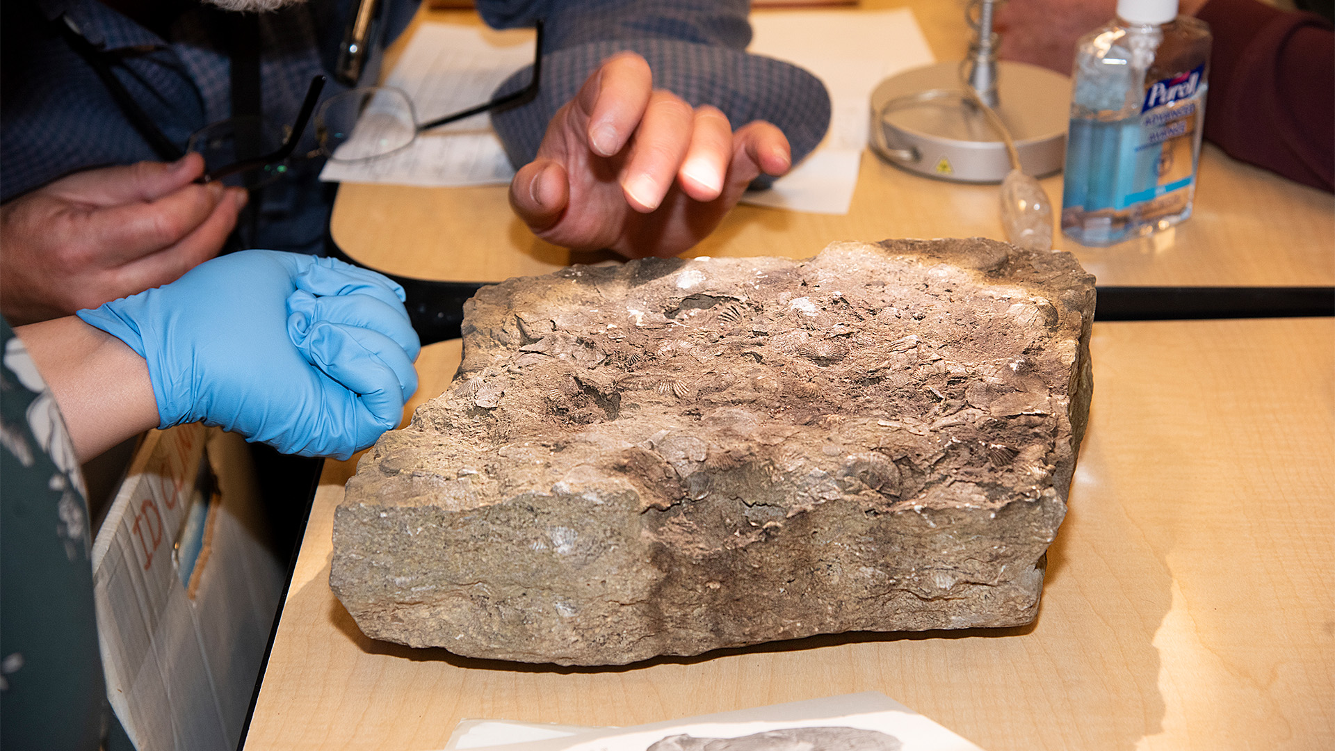 Close up on a fossil