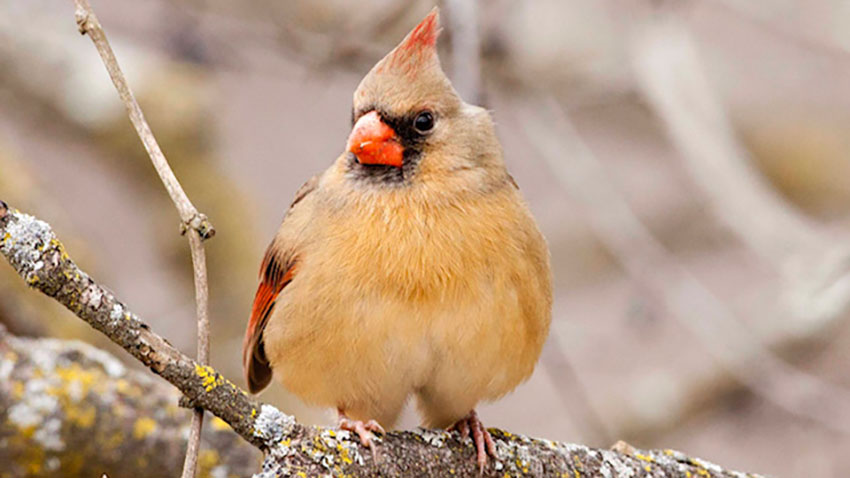 Female northern cardinal bird perched on a branch with a blurred natural background.