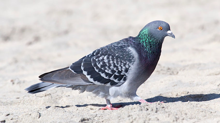 Pigeon standing on sandy ground.