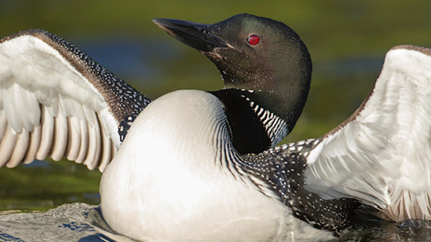 A close-up of a common loon with wings partially spread, showing black-and-white plumage and a red eye.