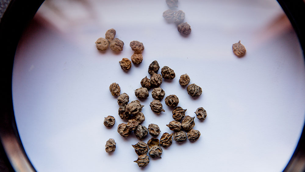 Seeds