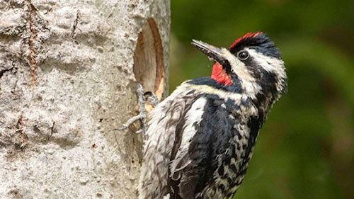 Woodpecker with a red patch on its head pecks a tree trunk near a wood chip hole.