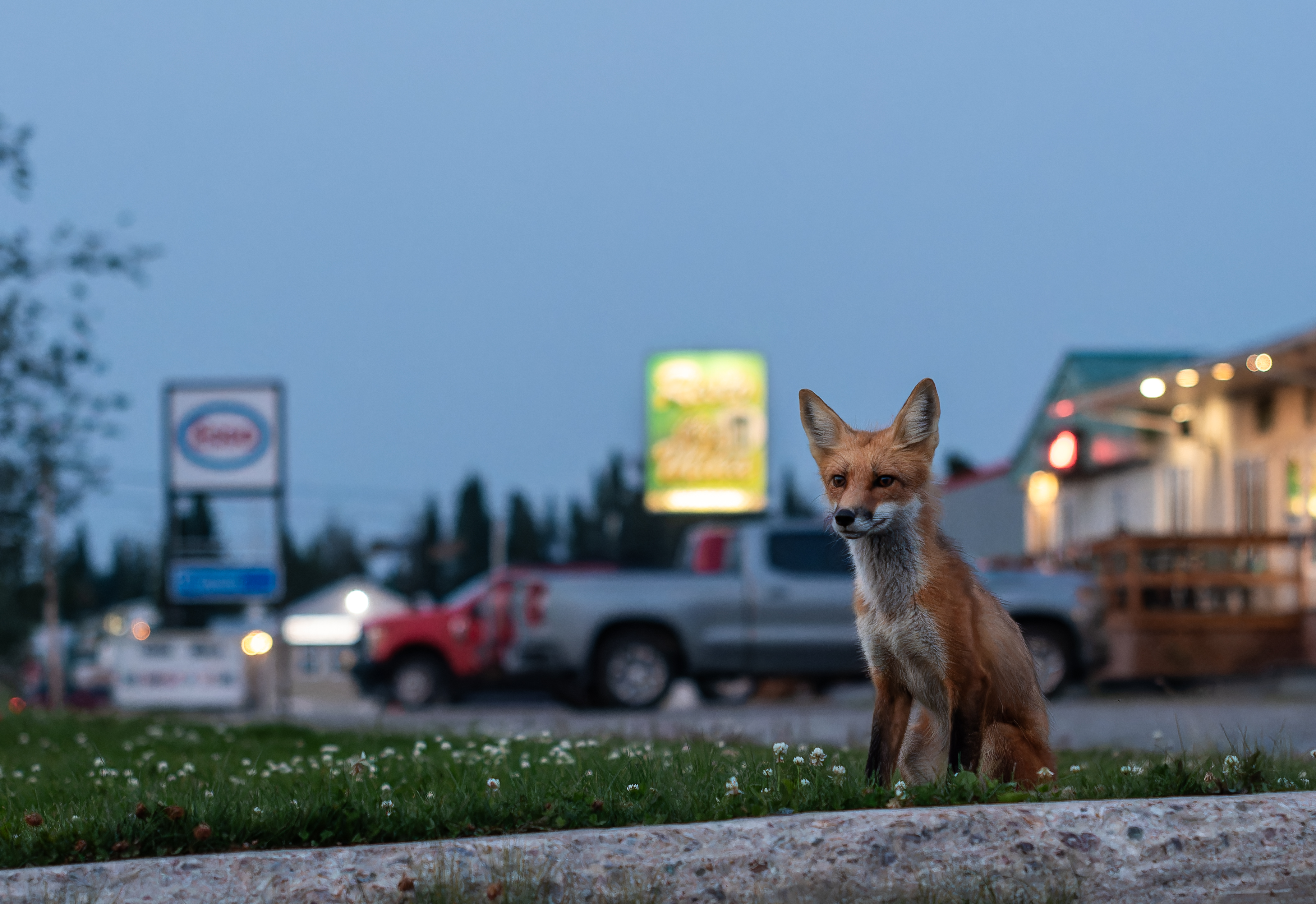 Un renard à l'heure d'or