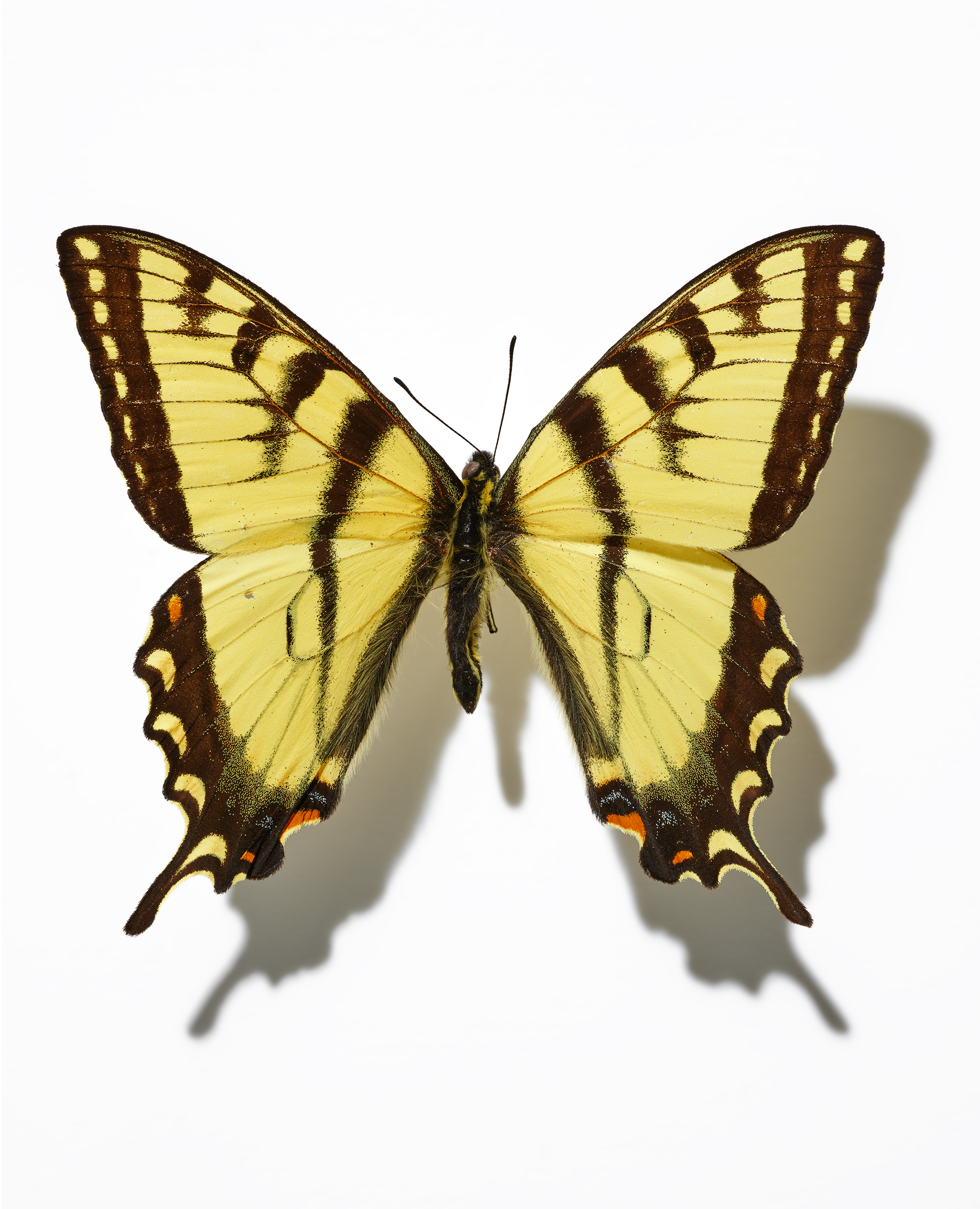 Yellow and black Eastern Tiger Swallowtail butterfly with wings spread on white background.