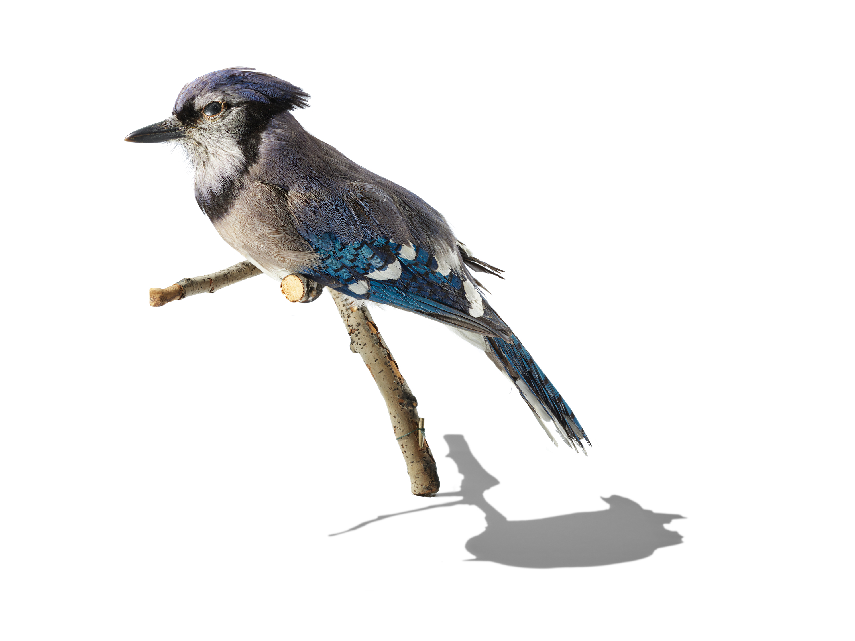 Blue jay perched on a small branch casting a shadow on a white background.