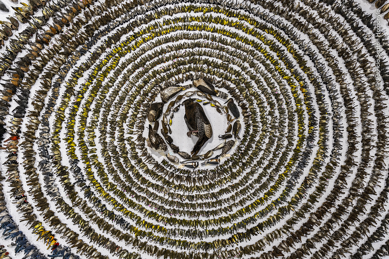 Patricia Seaton Homonylo photographs 3,900 birds from 103 species that died from window collisions in Toronto, raising awareness about this preventable threat to wildlife.