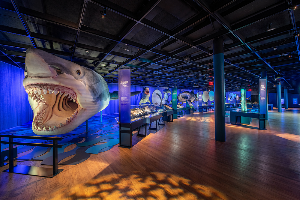 Megalodon model in Sharks exhibition