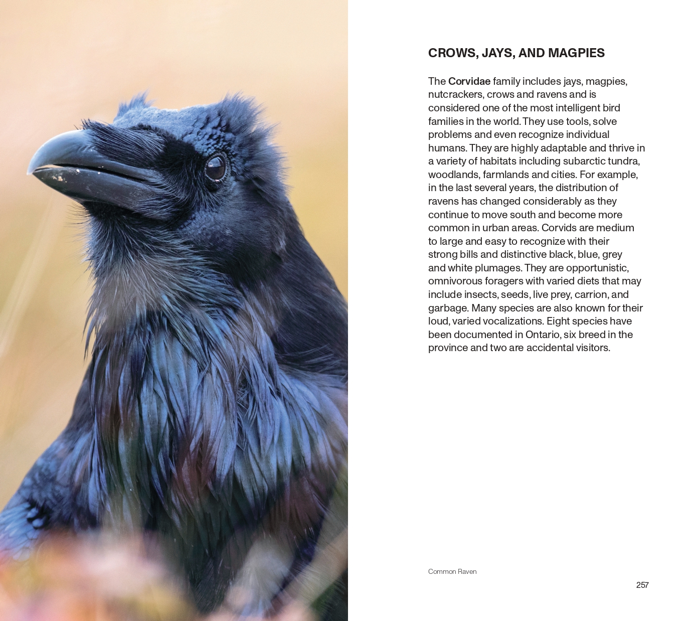 Crows, Jays and Magpies