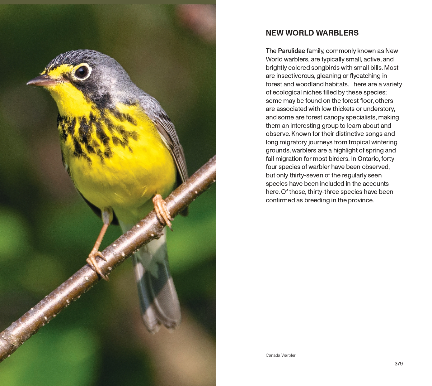 New world Warblers