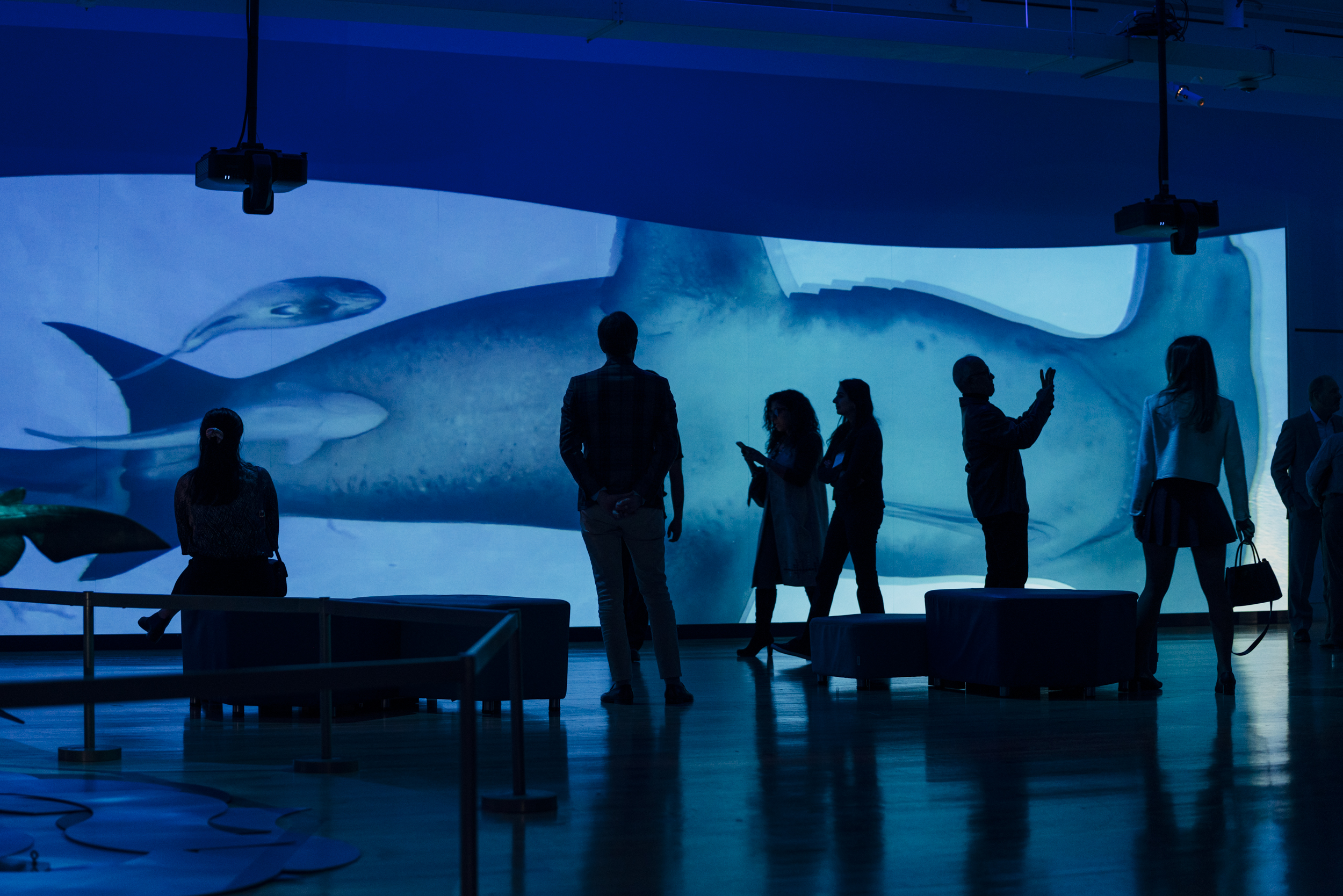 image of visitors in-gallery looking at a digital screen projection of a shark