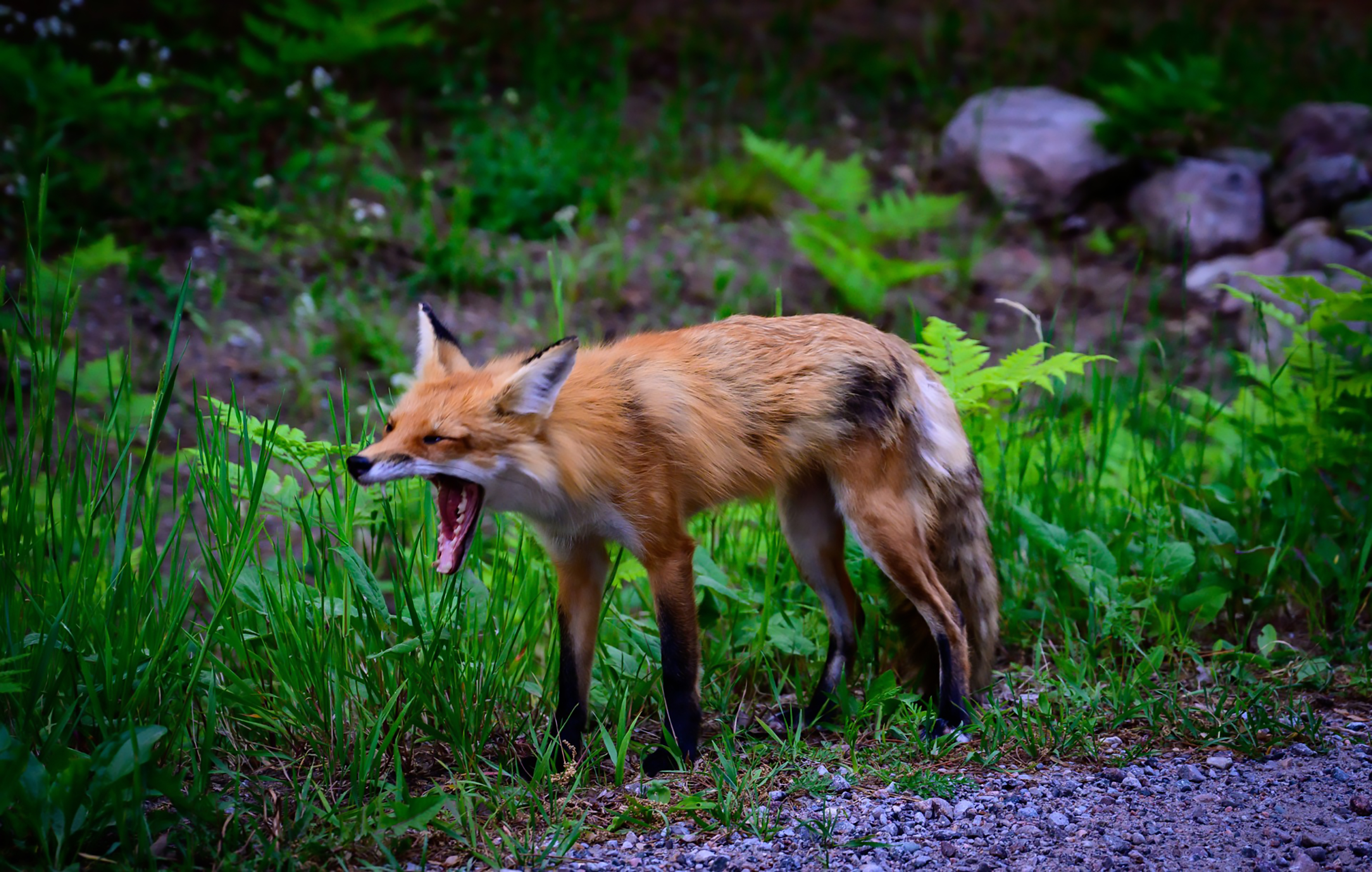 Renard marchant sur le bord d'un chemin de terre en baillant