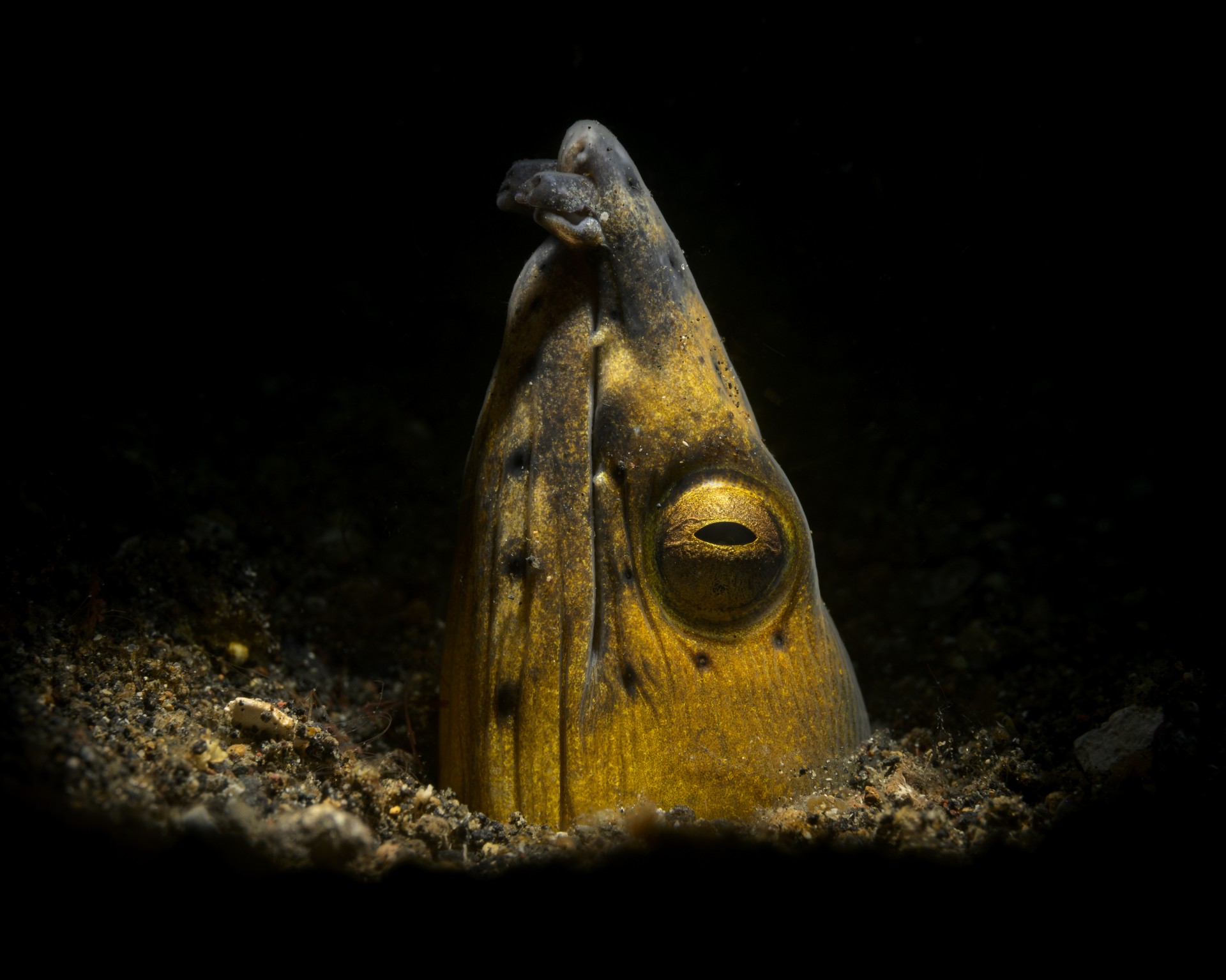 Une anguille sort la tête de l'eau sombre