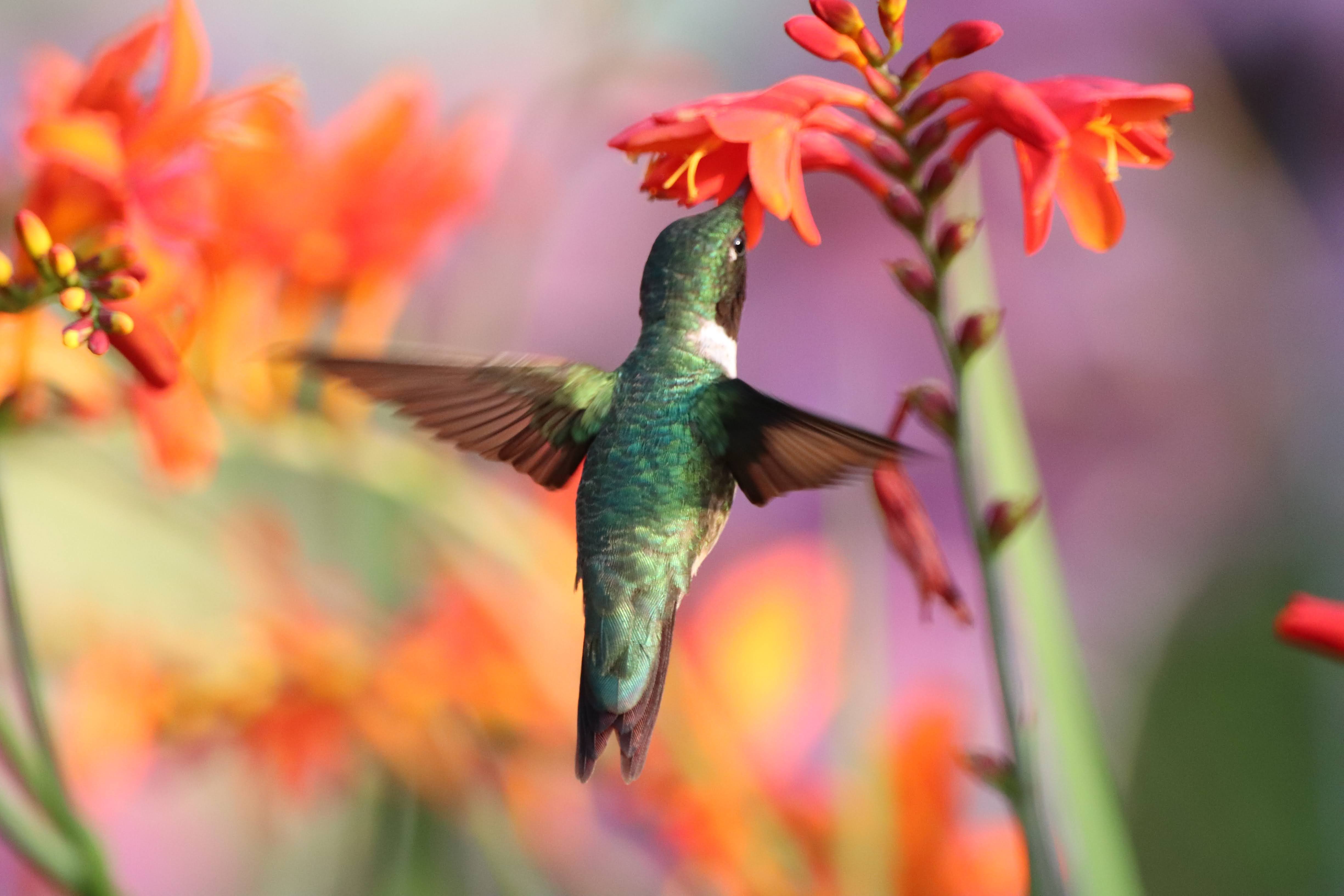 Colibri en plein vol devant une fleur