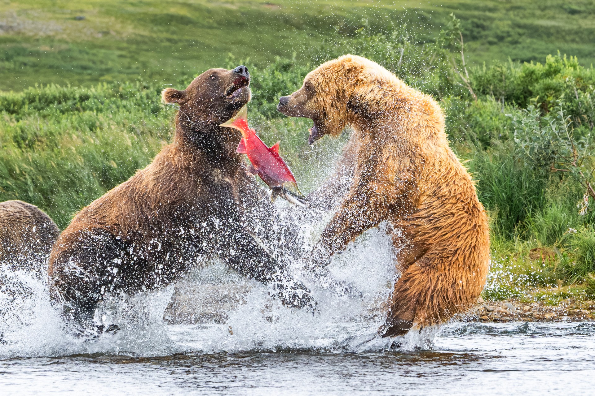 Deux ours bruns se disputant un saumon dans une rivière