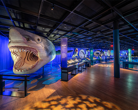 Requin dans la galerie du ROM 