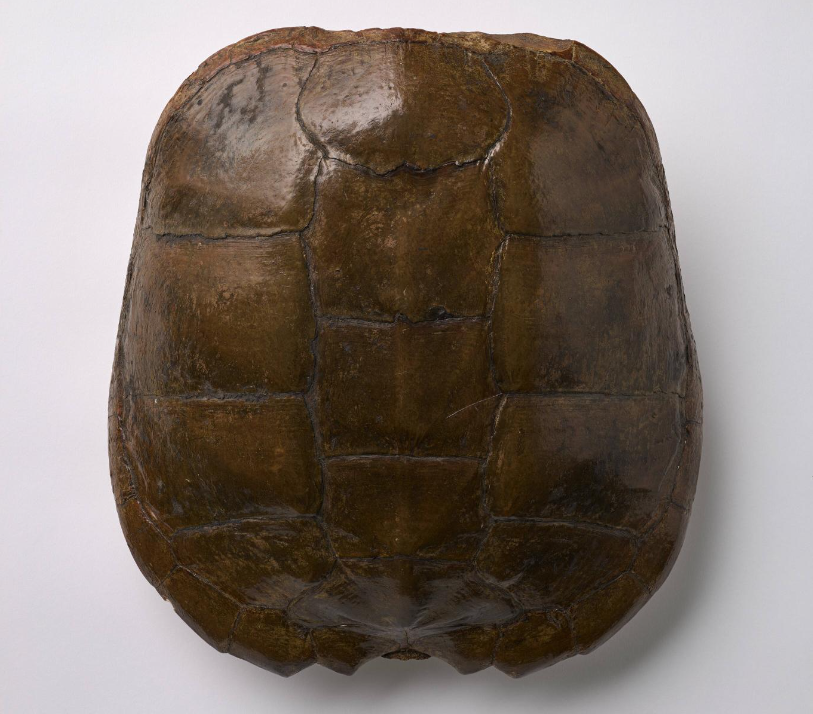 Une coquille brun foncé recouverte de scutelles rondes ou rectangulaires.