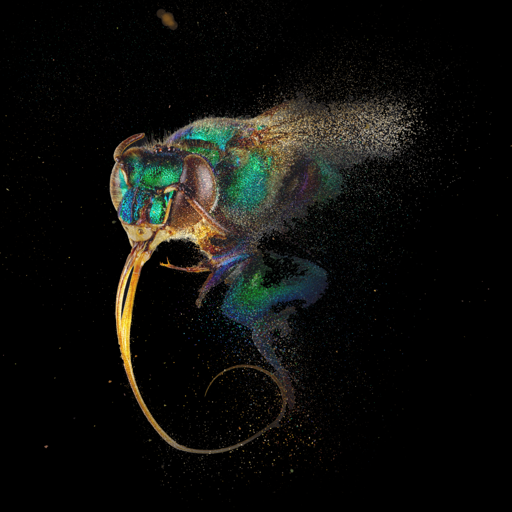 Close-up image of an iridescent green and blue insect head with long curved antennae against a black background.