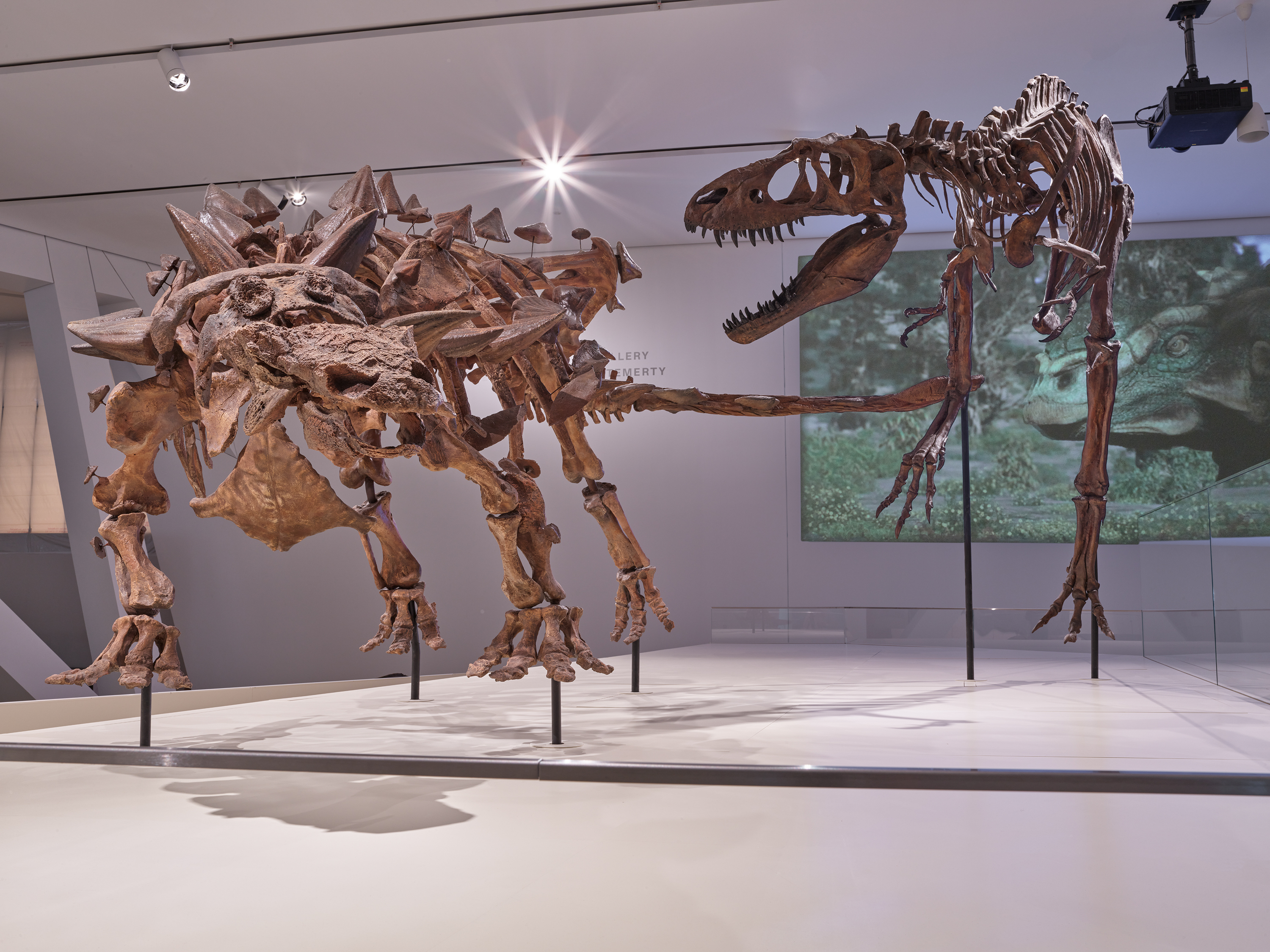two dinosaurs mounted in a fight scene in the dinosaur galleries