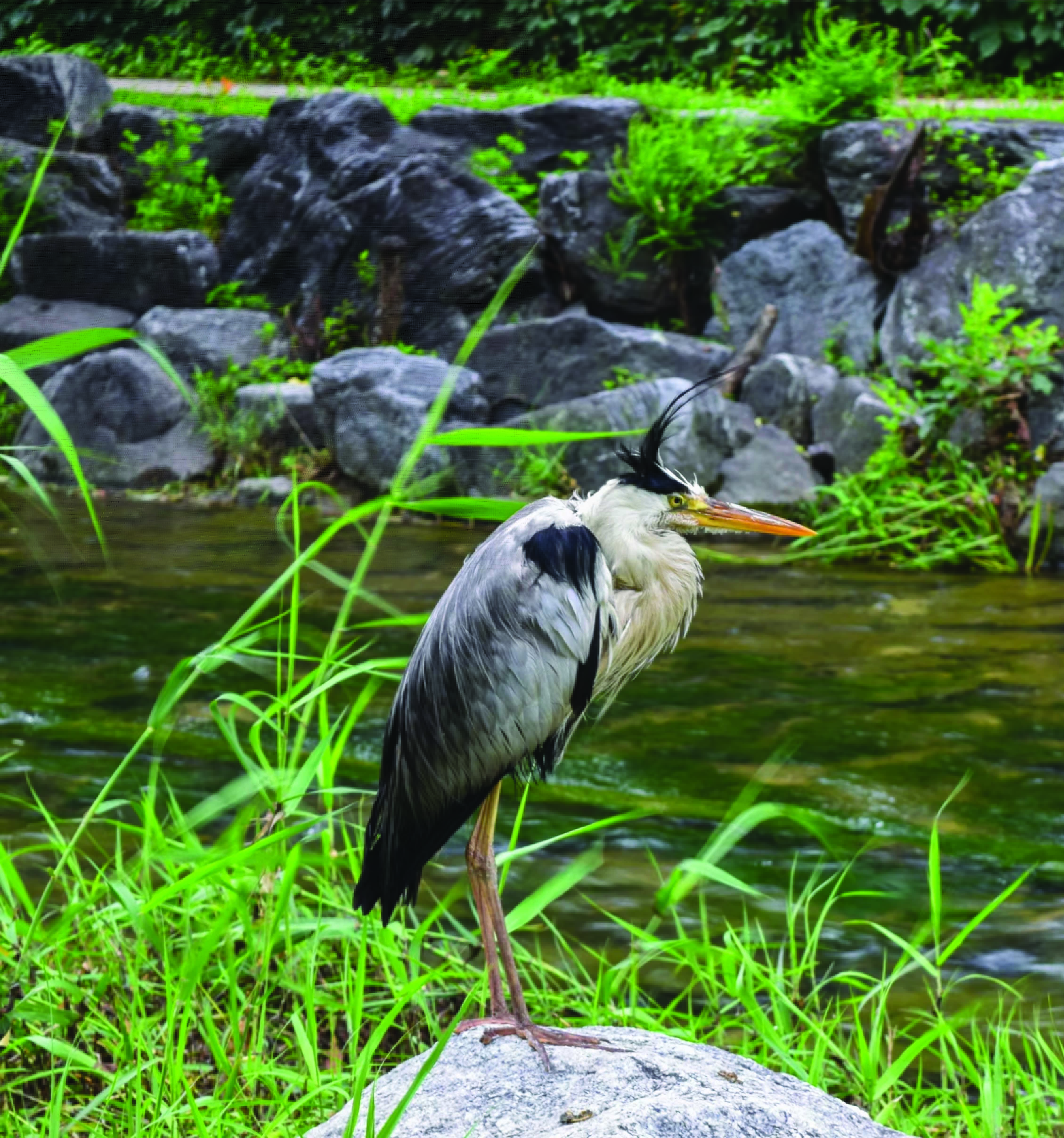 A grey heron standing on a rock in green grass by a calm stream with rocky banks.