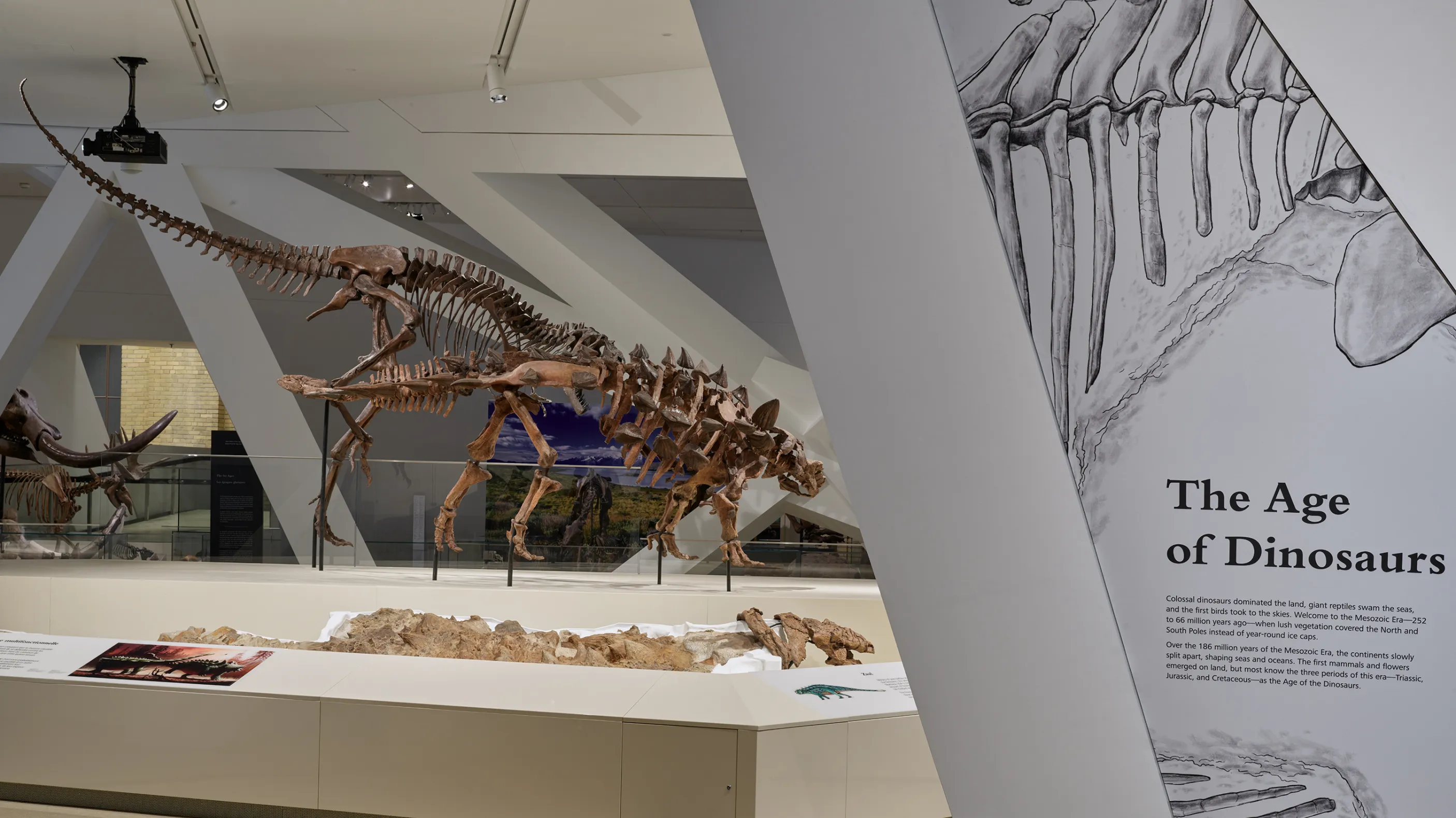 The Age of Dinosaurs exhibit sign beside dinosaur skeletons and fossils in a museum display.