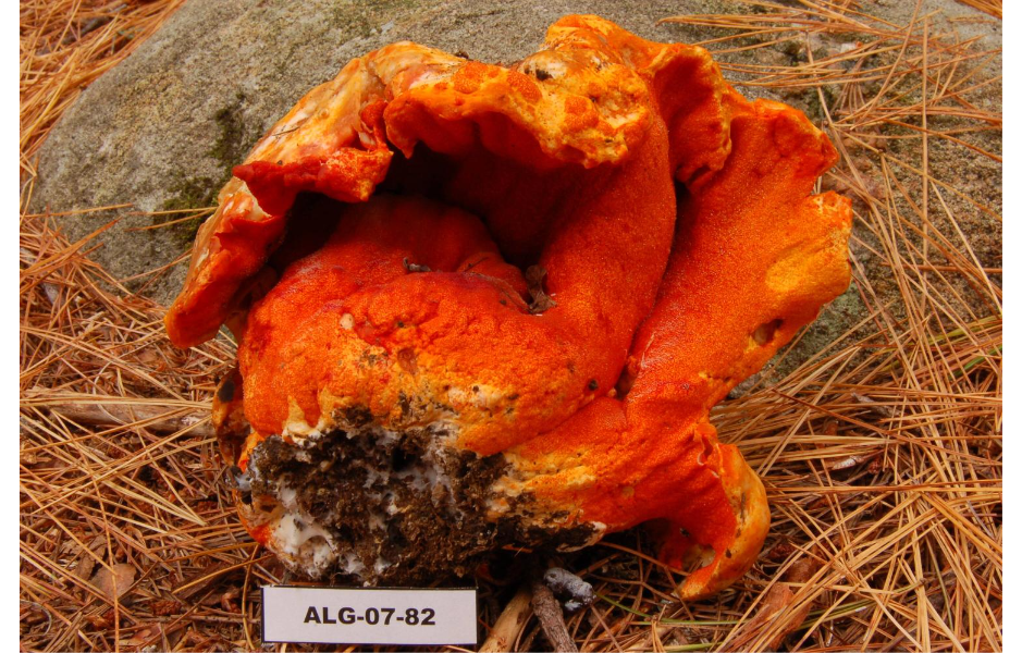 Bright orange, wrinkled mushroom with a rough surface and patches of dirt on a pine needle-covered ground.