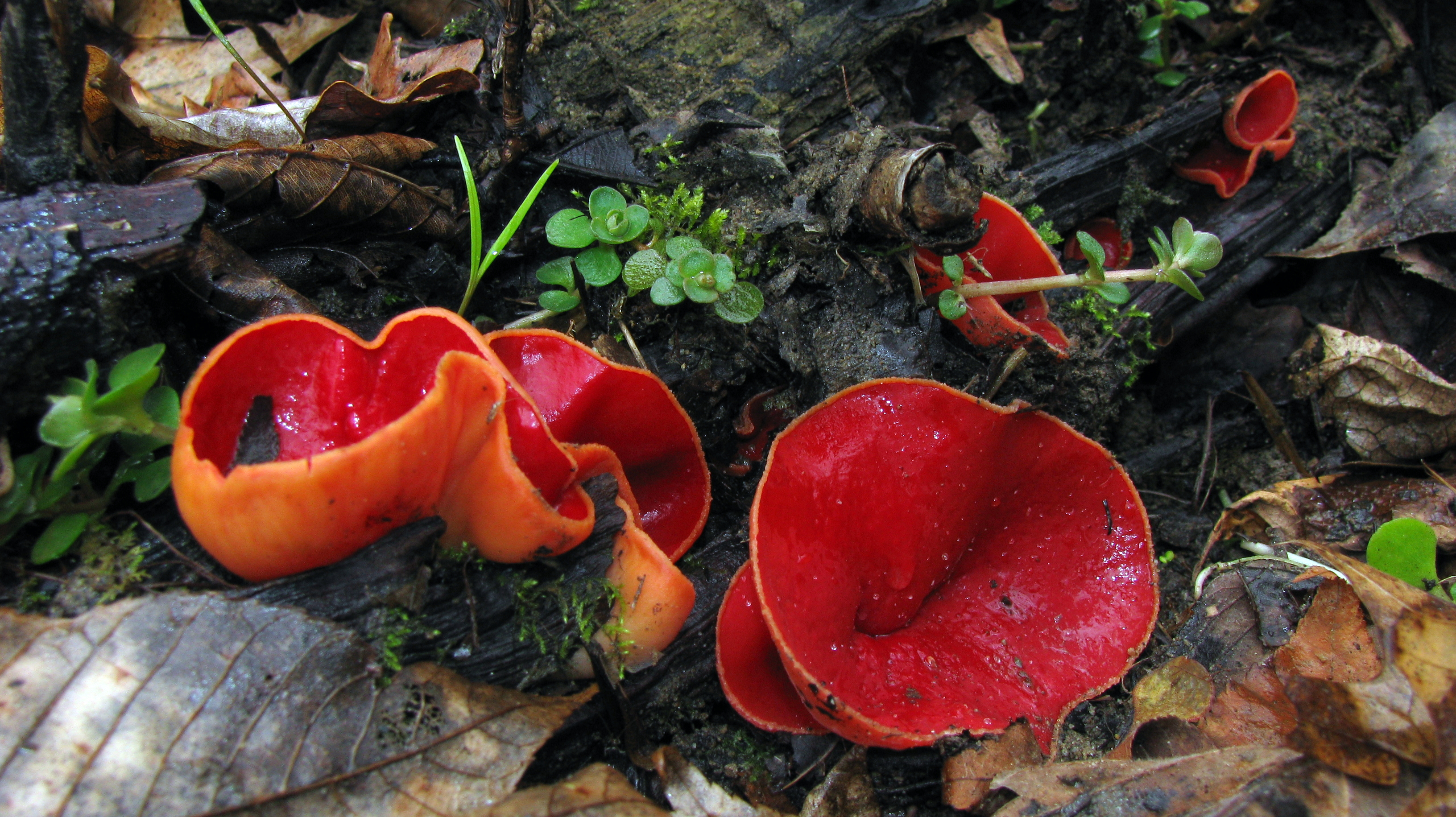 Bright red cup-shaped fungi growing on forest floor among leaves and greenery.