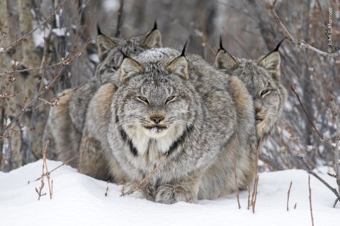 Three Canada lynxes sitting in snow with a leafless branch background.
