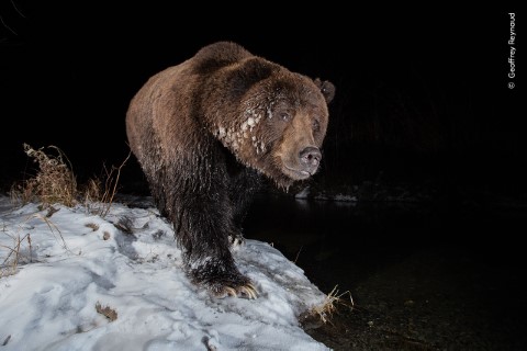 A large brown bear stands on snowy ground at the edge of a dark body of water at night.