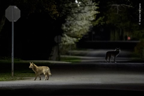 A coyote illuminated by a streetlight stands on a dimly lit road at night with a second coyote in the shadows.