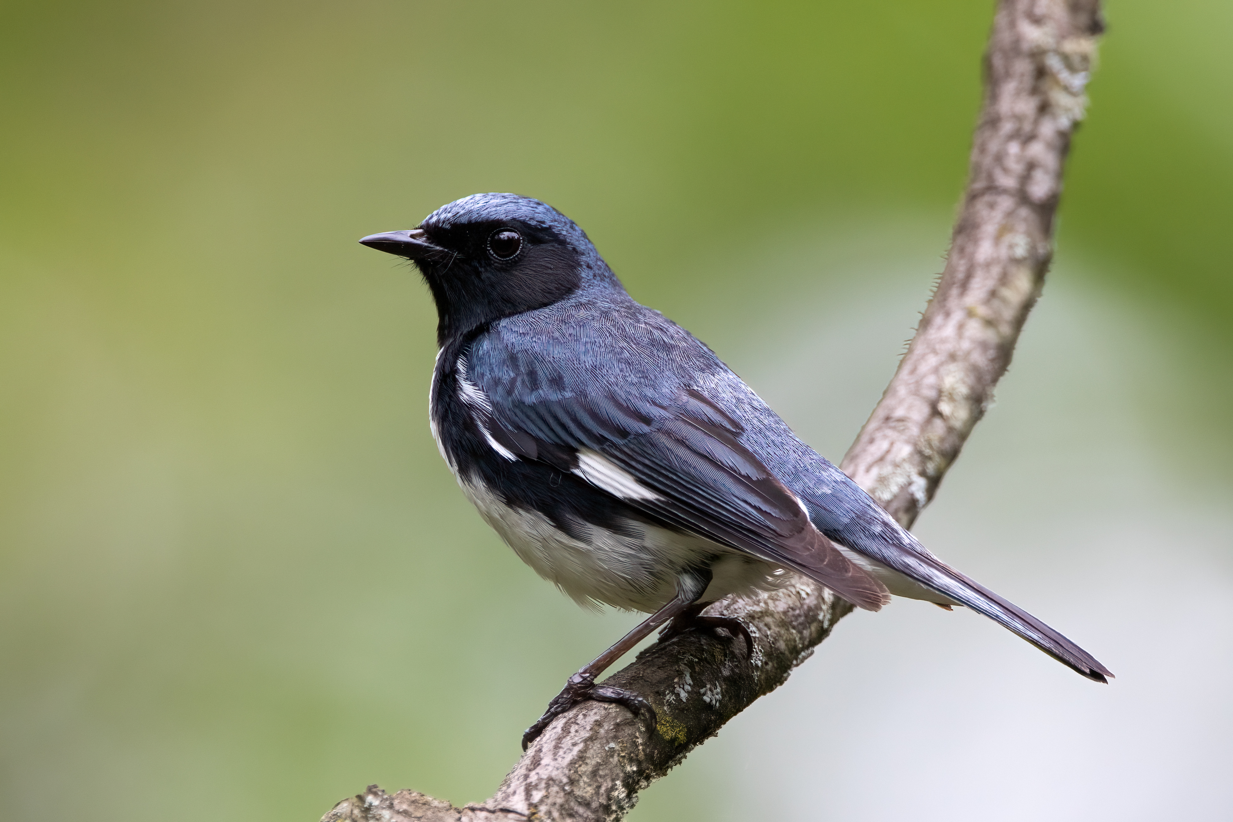 Black-throated © Ankur Khurana