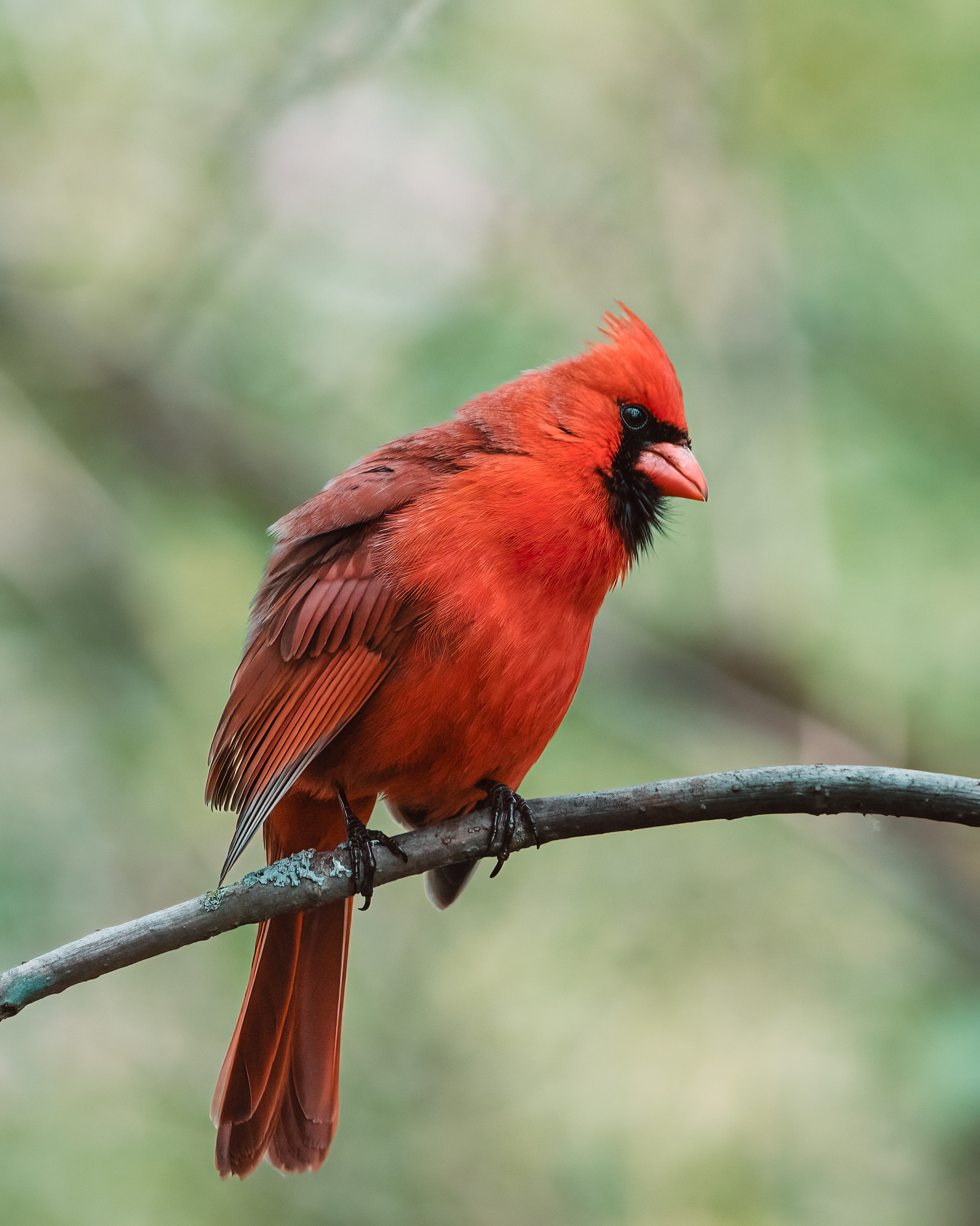 Cardinal © Ankur Khurana