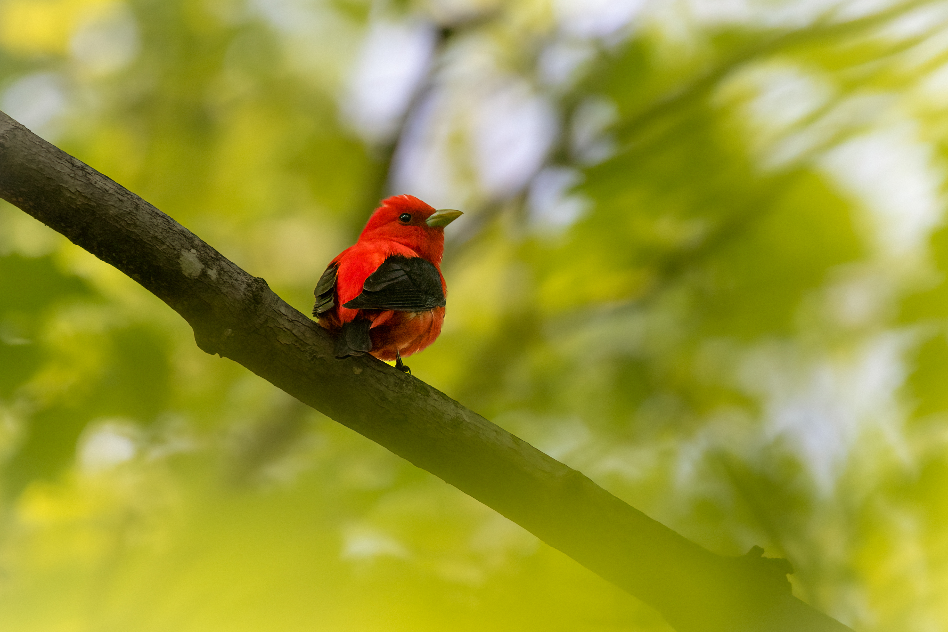 Scarlet Tanager Credit: © Ankur Khurana.