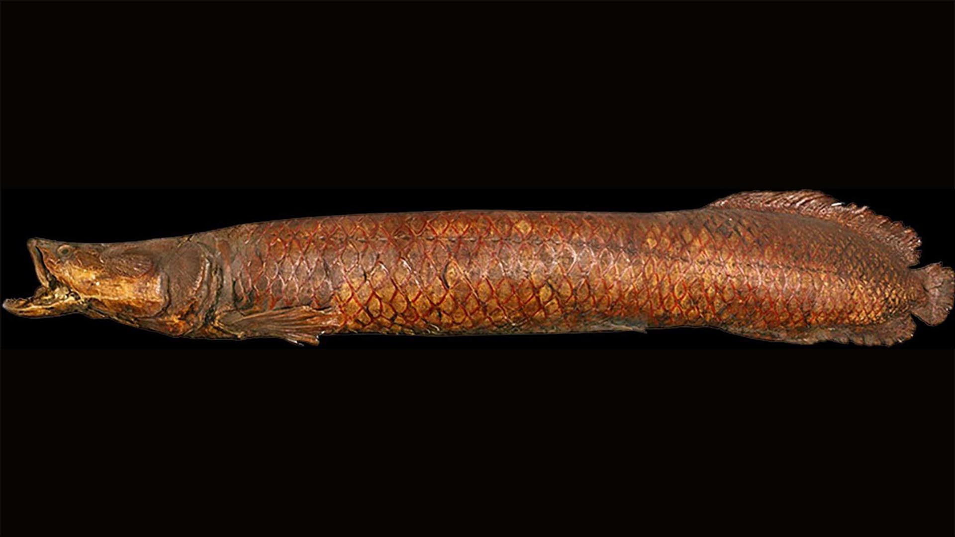 200-year-old, two-metre dried and stuffed Arapaima specimen