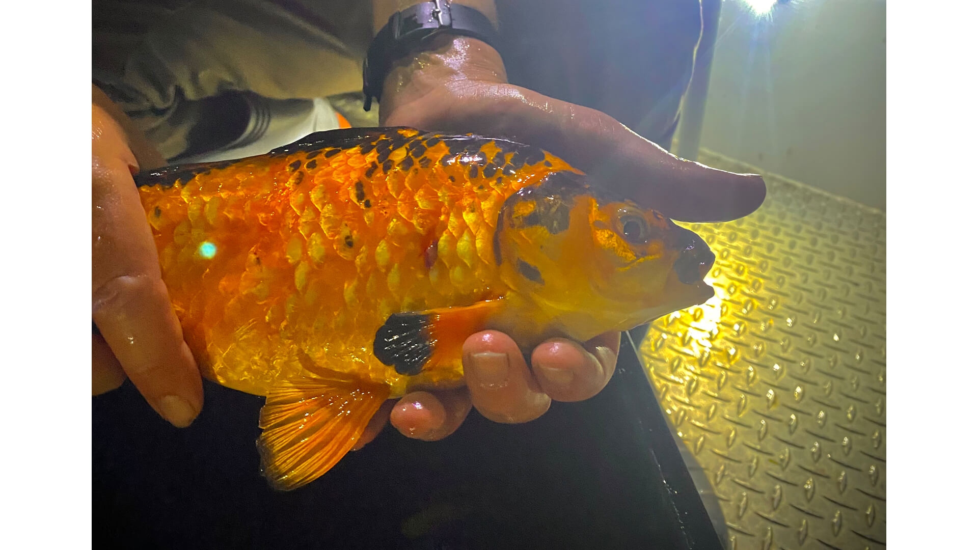 Goldfish caught near the Toronto shore.