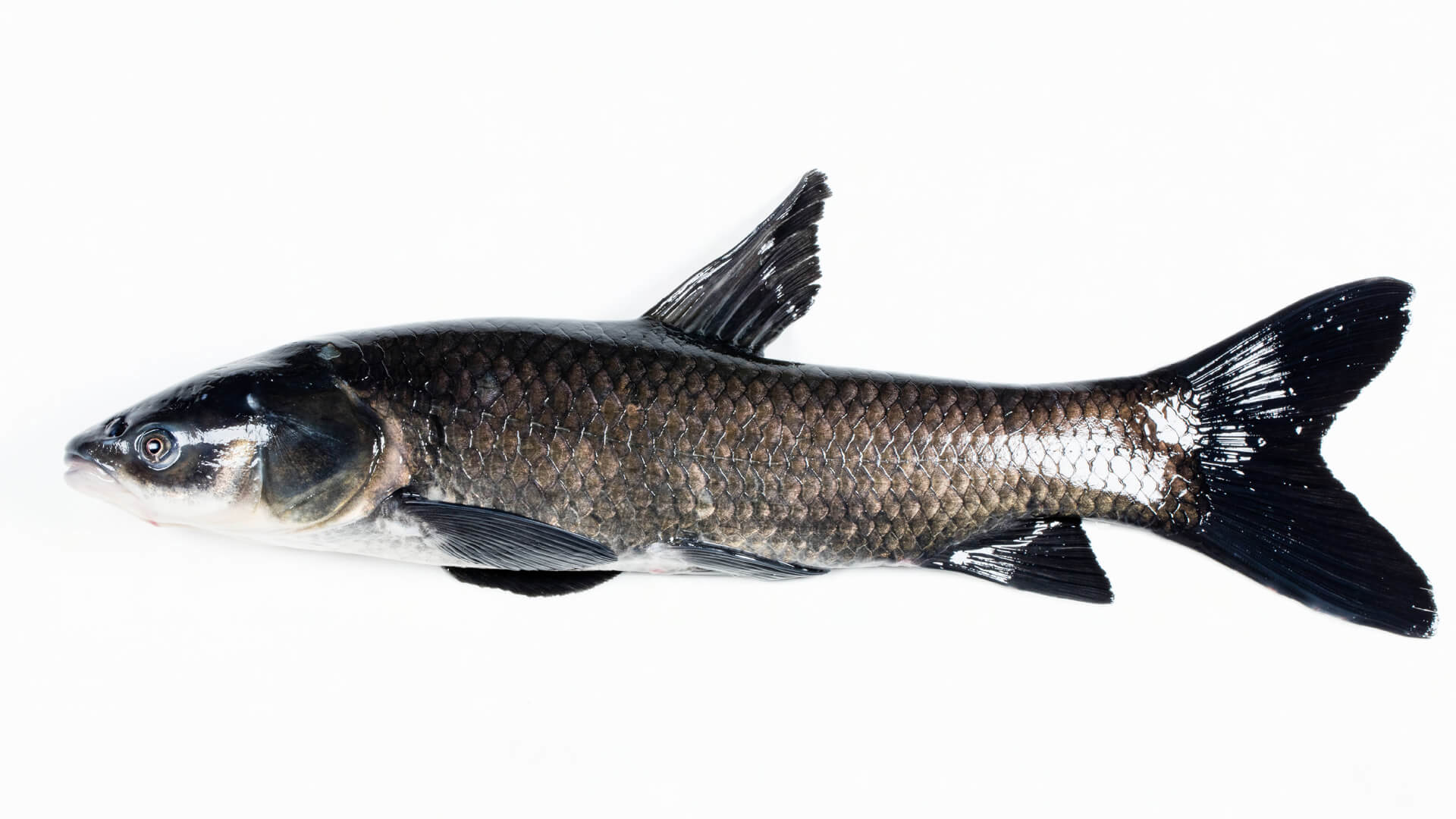 Adult Black Carp