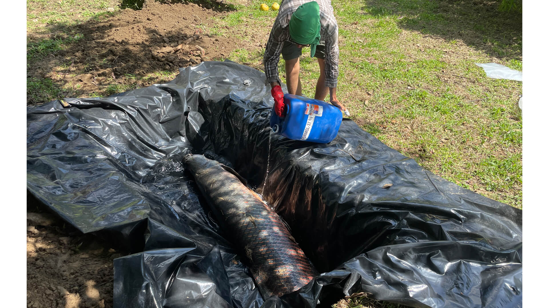 To preserve the newly caught Arapaima, Francis Boily pours formaldehyde into the plastic-lined ditch to create an embalming bath.