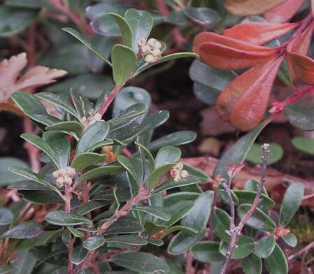 Green and red leaves.