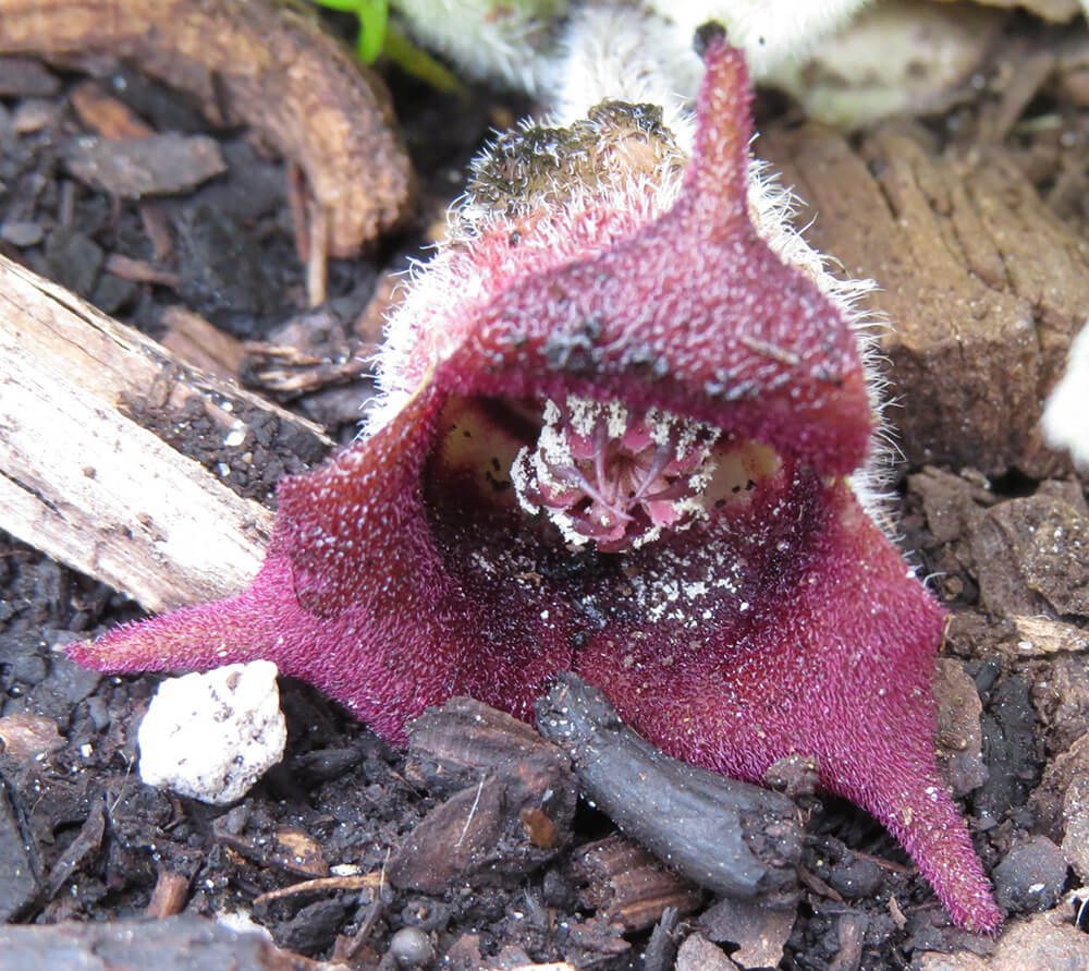 Burgundy flower.