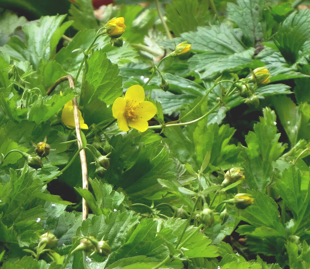 Green leaves with flower buds and yellow flowers.