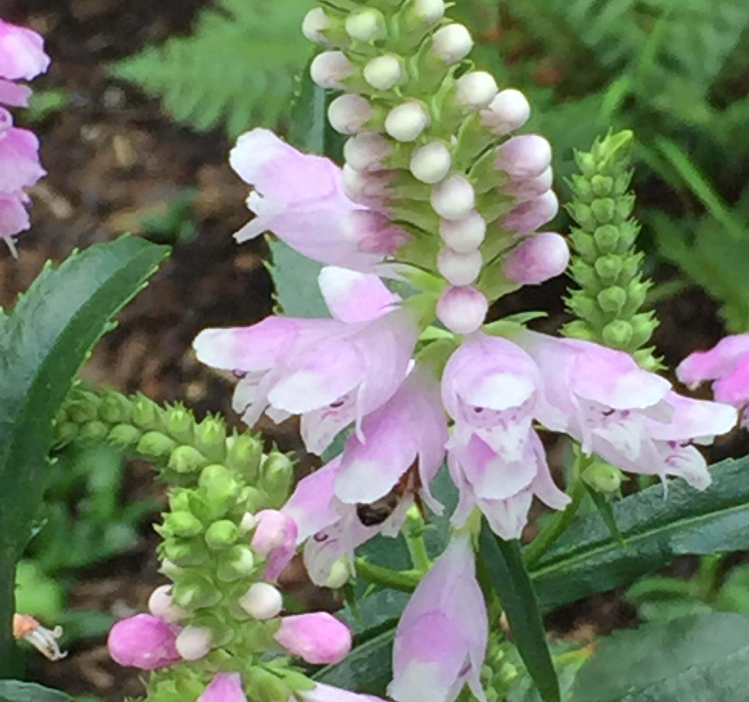 Bee on obedient plant.