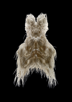 A symmetrical, white, textured object or artifact with fringe-like extensions on a black background.