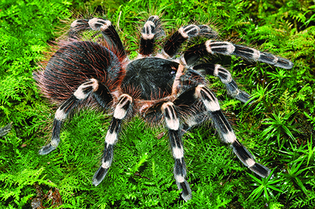 Brazilian whiteknee tarantula
