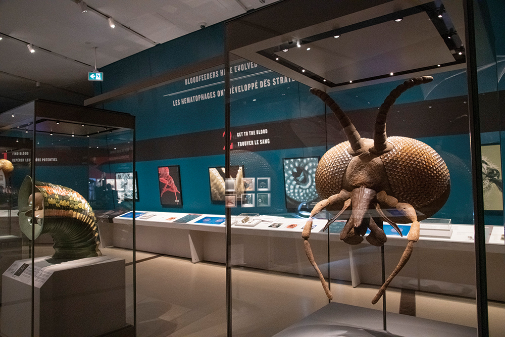 Two large fossilized ammonite shells displayed in glass cases in a dimly lit museum exhibit.