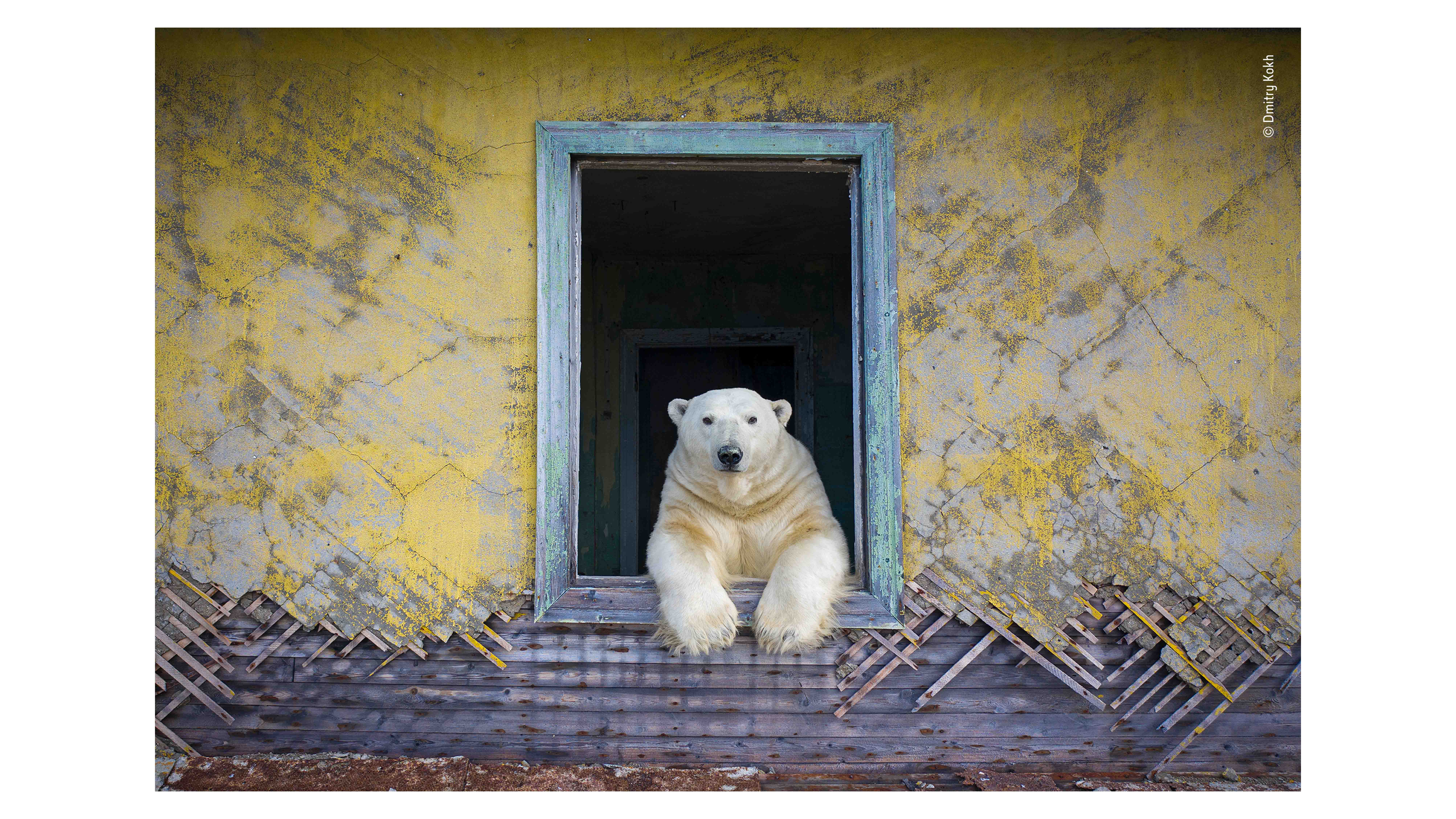 Polar frame. Image © Dmitry Kokh, Wildlife Photographer of the Year 2022
