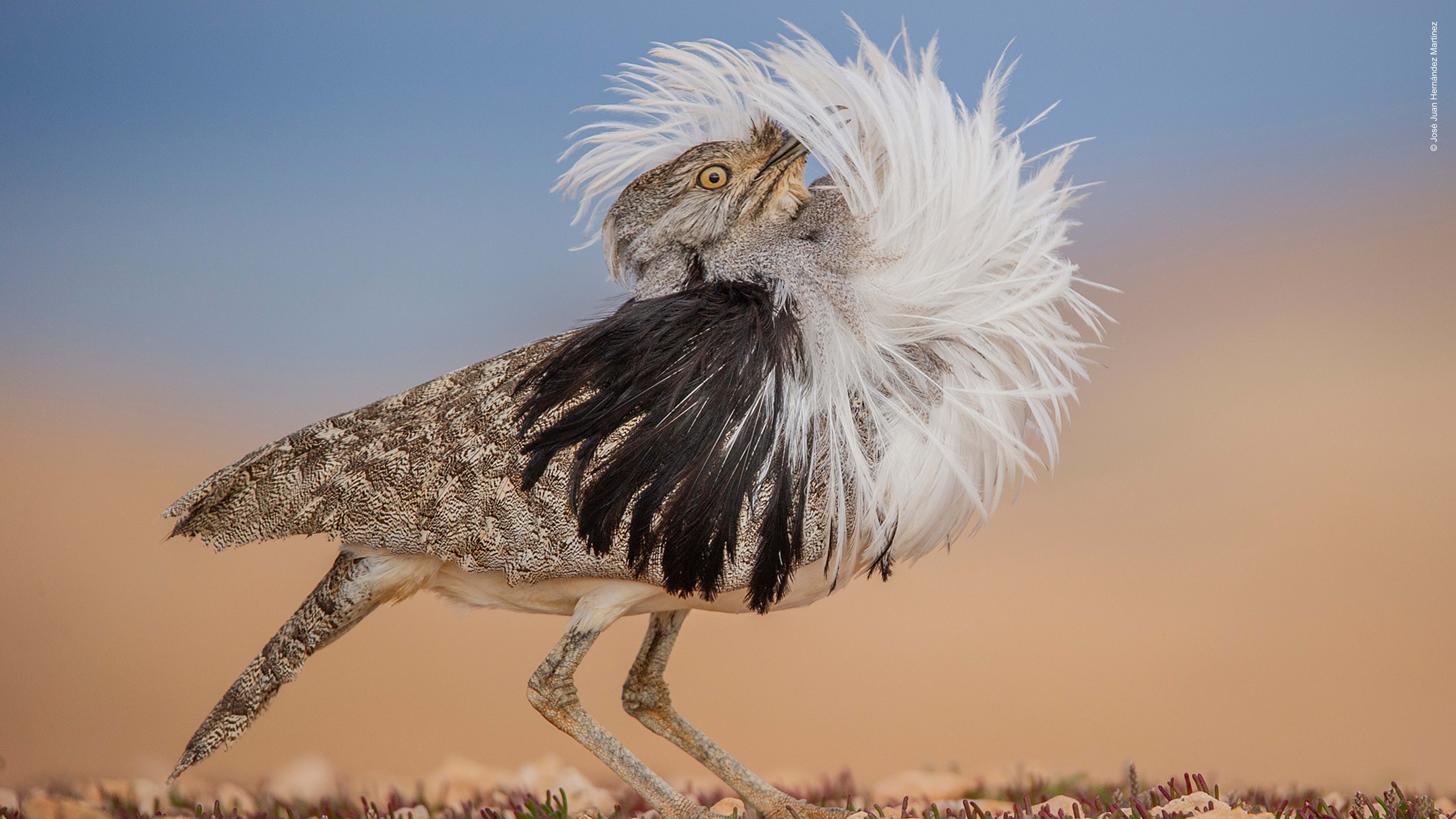 Puff Perfect. Image © José Juan Hernández Martinez, Wildlife Photographer of the Year 2022.