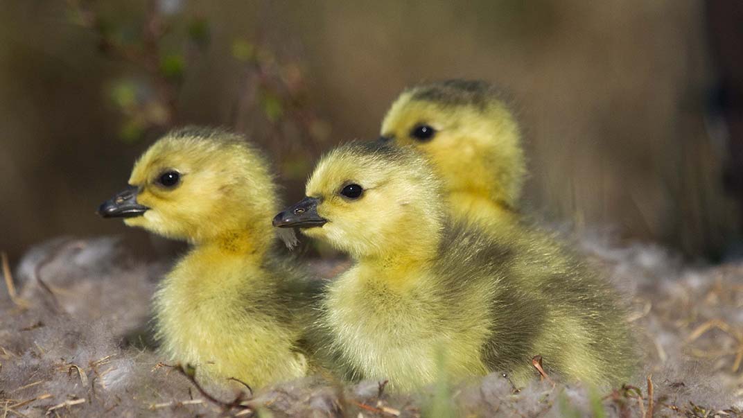 Chicks in a nest.