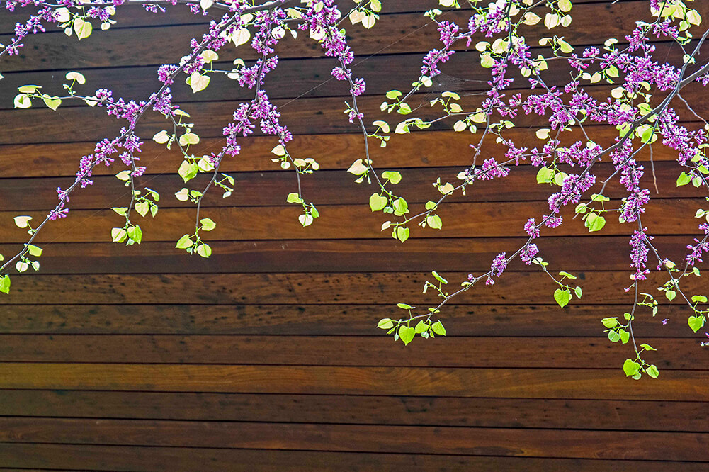 Cercis canadensis.